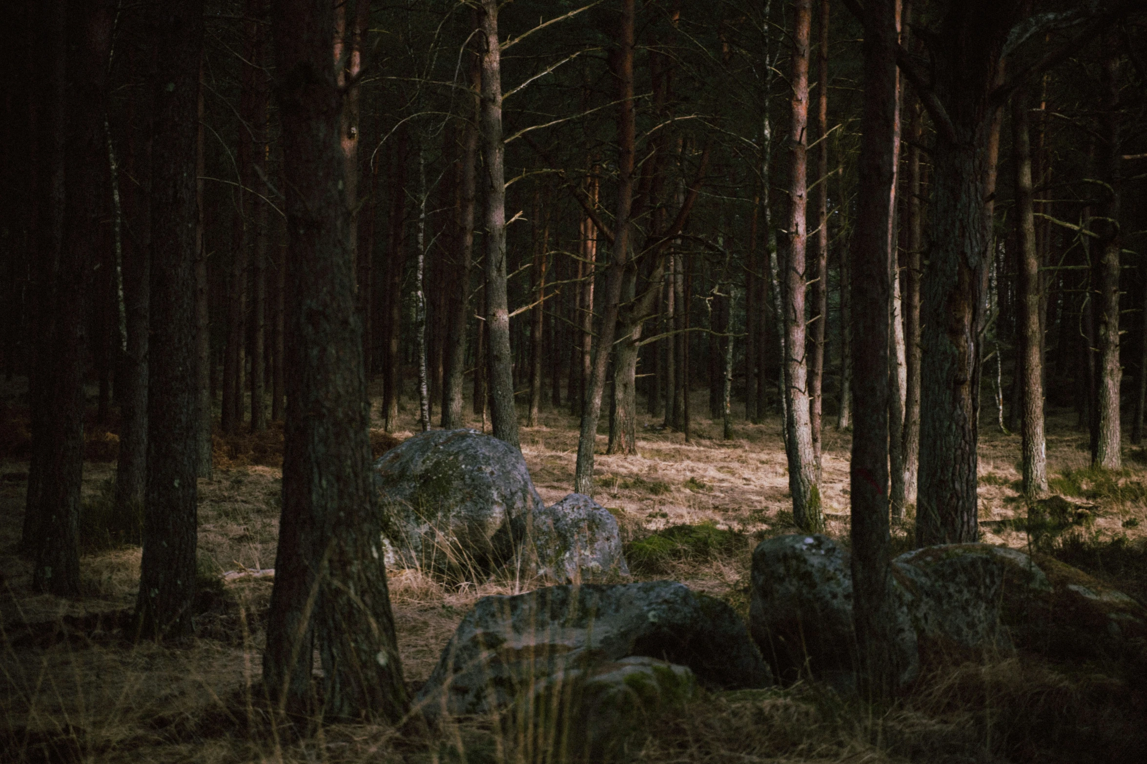 dark and stormy pograph of some rocks in the woods