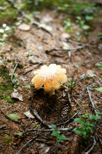 there is a small yellow and white mushroom on the ground