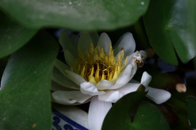 a white flower with yellow stamen on its center