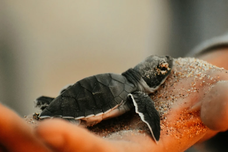 small turtle being held in someones hand