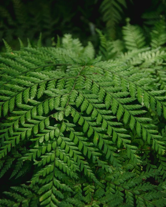 a very green and leafy looking plant