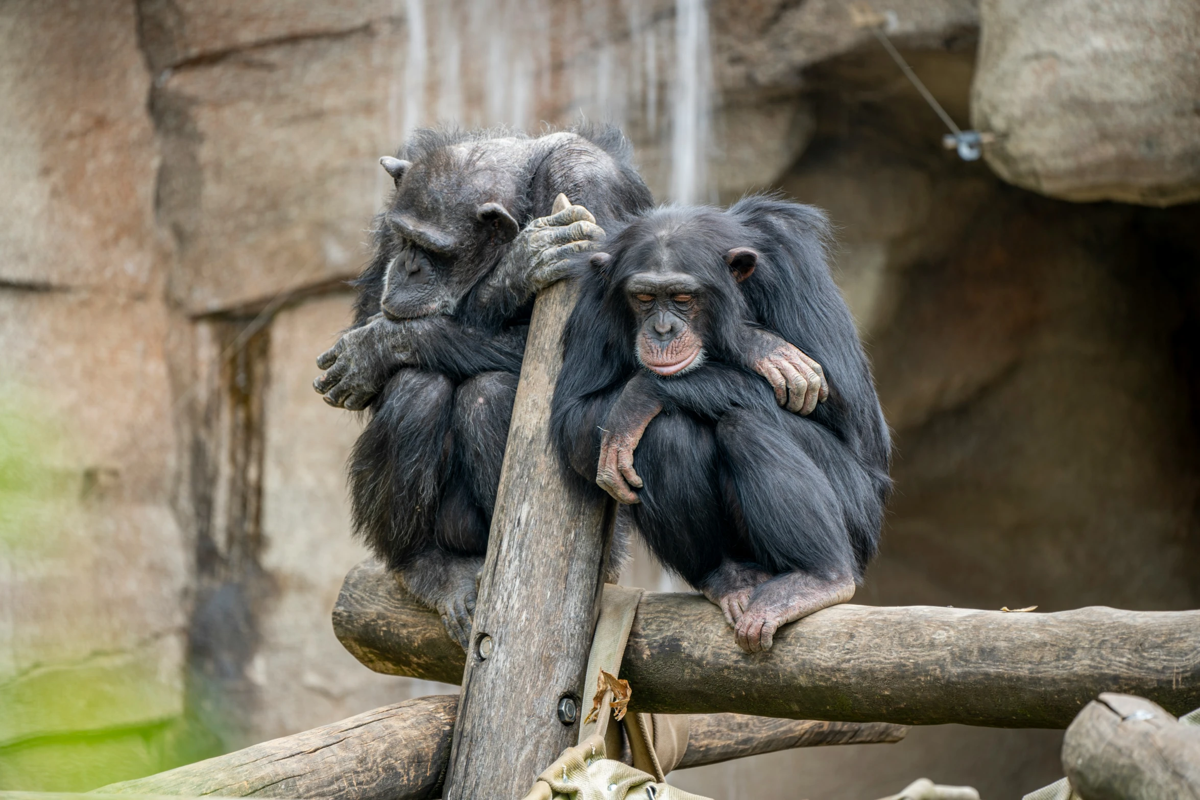 a couple of small monkey sitting on top of a tree nch