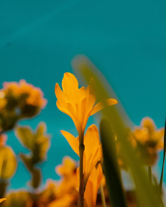 an orange and yellow flower near blue sky