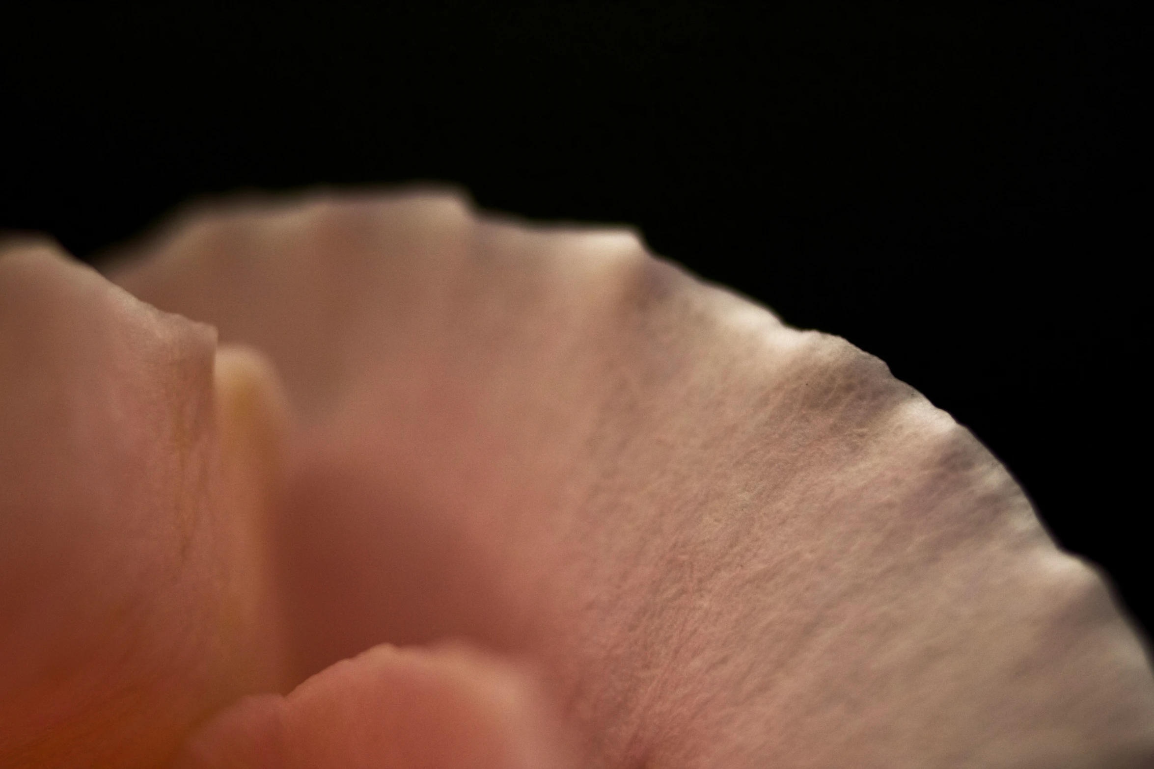 a flower with an orange center sitting on a black surface