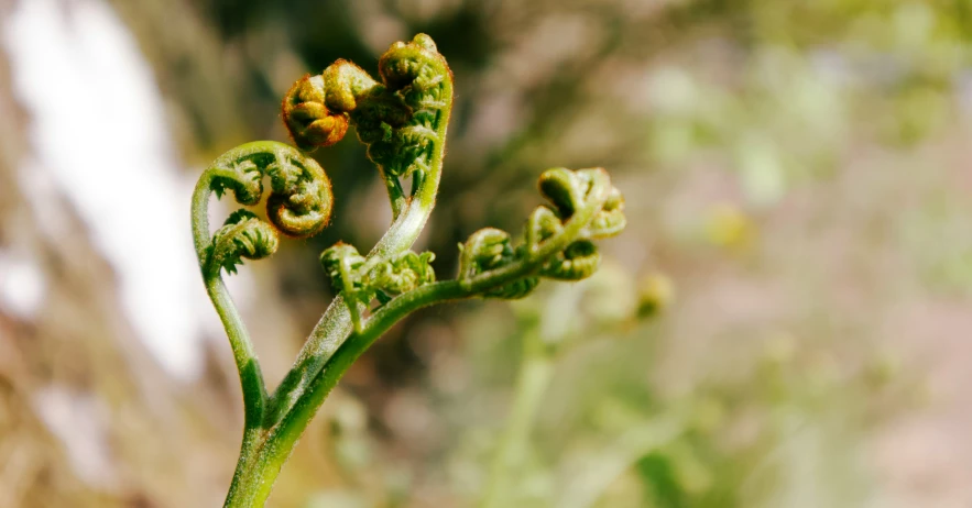 a green stalk with buds sitting next to a tree