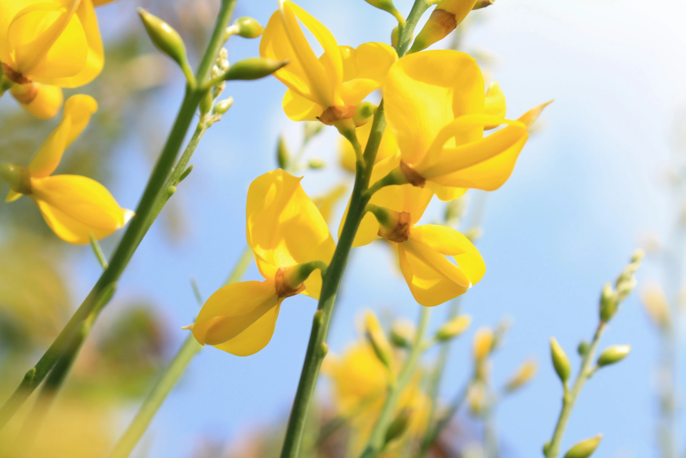 yellow flowers with long green stems against the blue sky