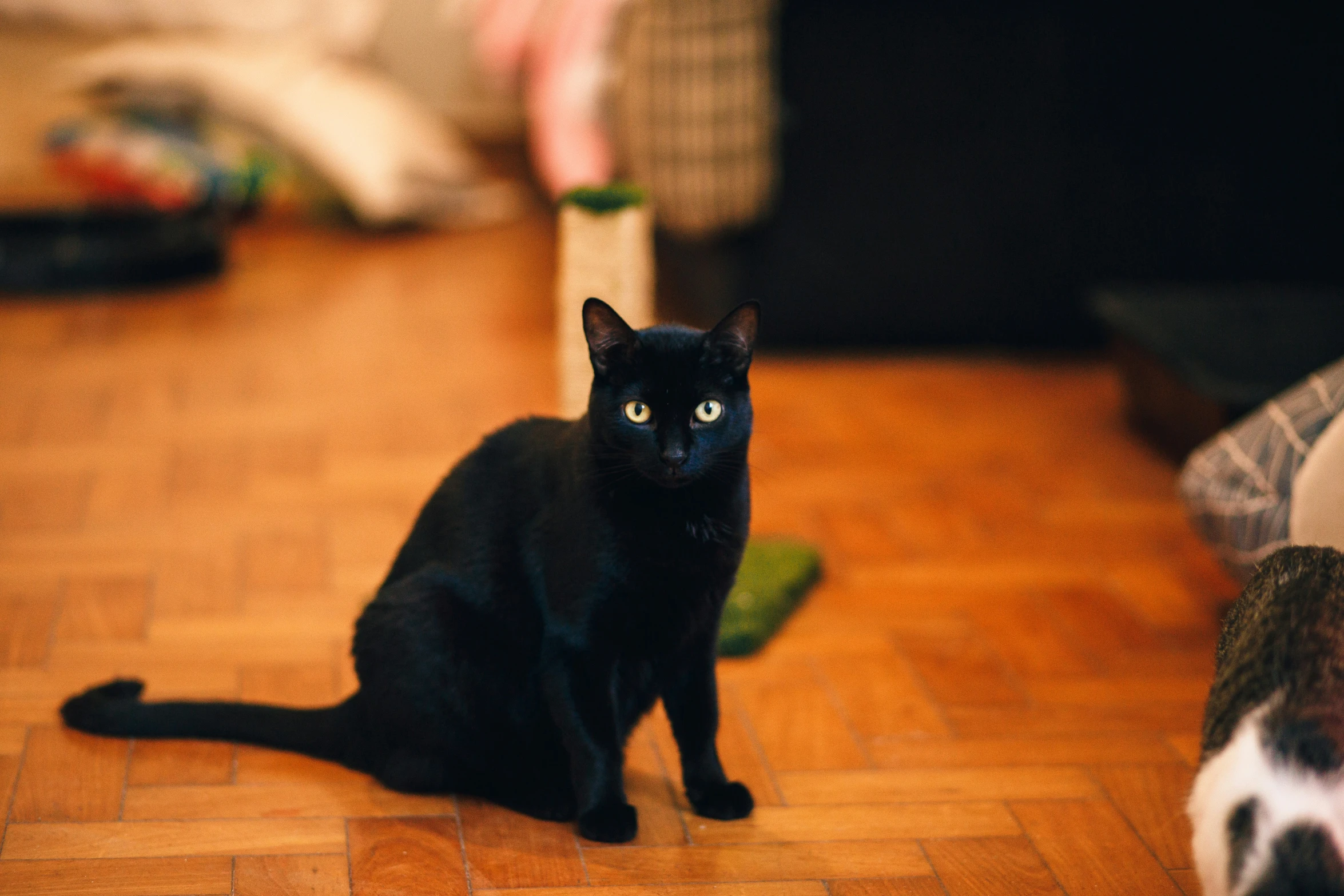 black cat sitting on wooden floor with other cats in background