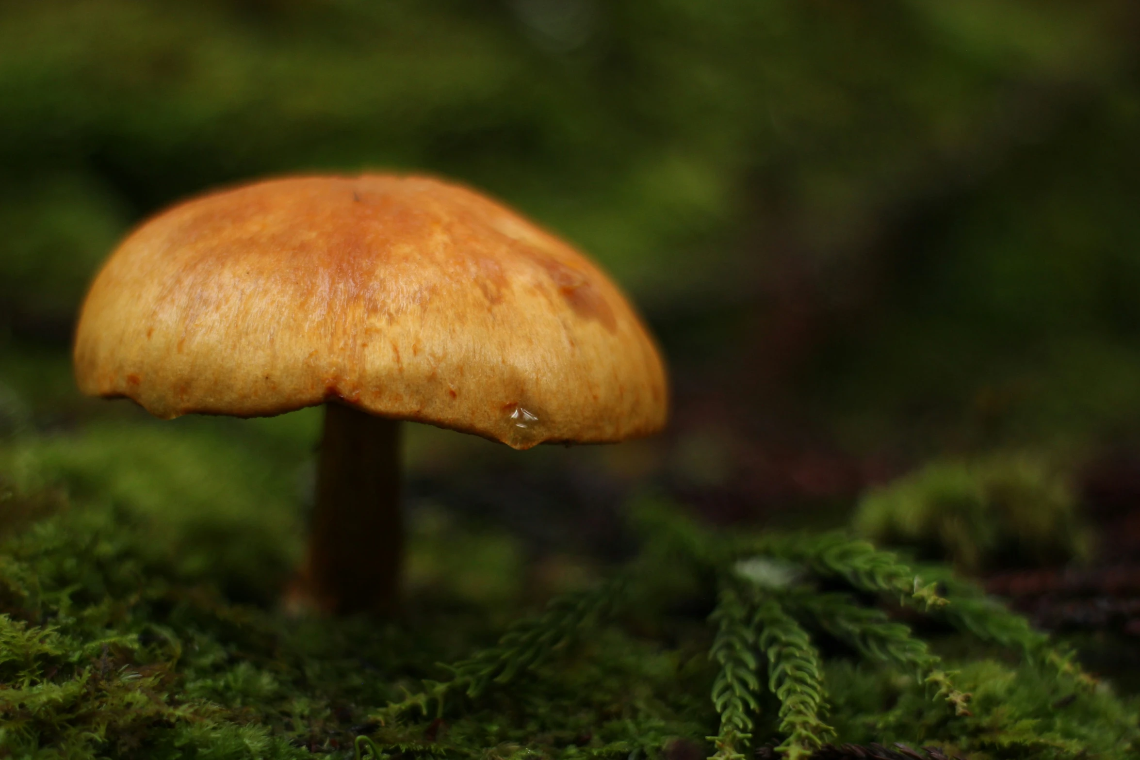 a mushroom is surrounded by moss and tiny drops