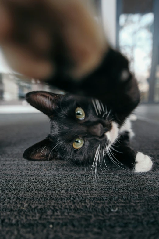 a cat's paw is visible underneath the front paws