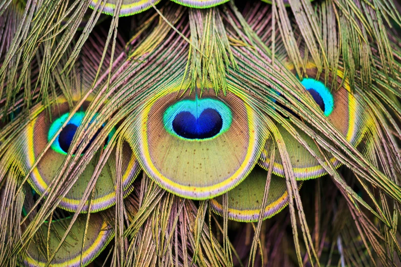 the beautiful feathers of a peacock are showing their vint colors