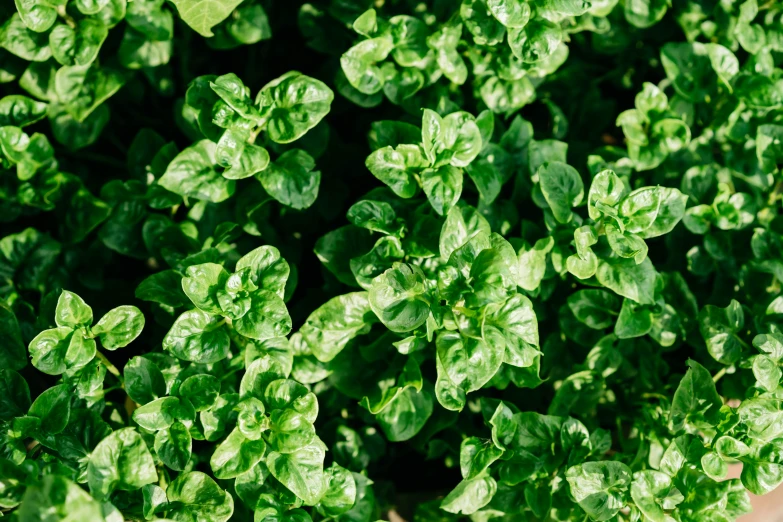 several green plants growing together in the garden