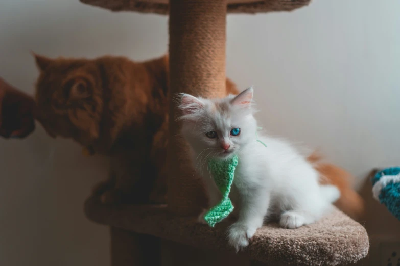 a cat laying on top of a scratch post next to another cat