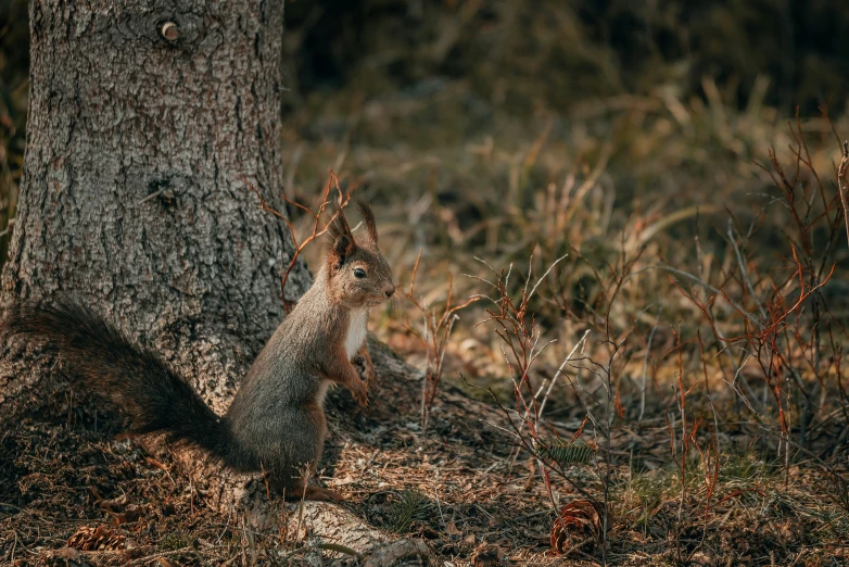 the squirrel is hiding under the tree in the forest