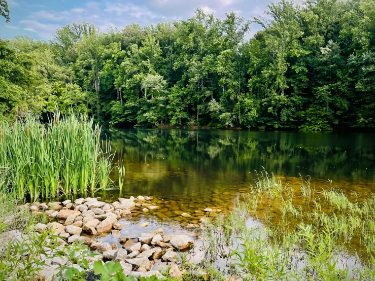 an empty stream running through a green forest