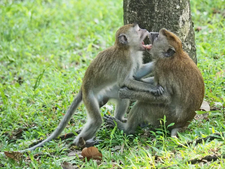 two monkeys play with each other while sitting on the ground