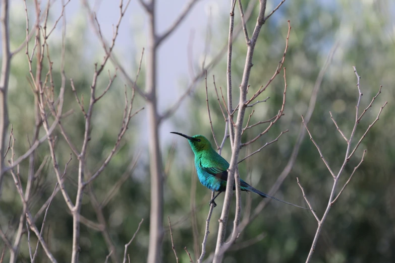 a blue bird is sitting on the nch of a tree