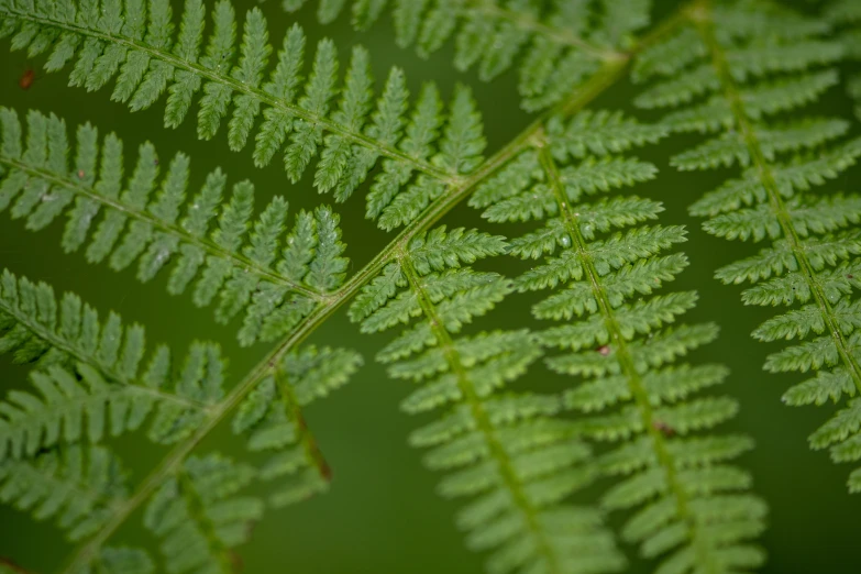 a close - up view of a green leaf