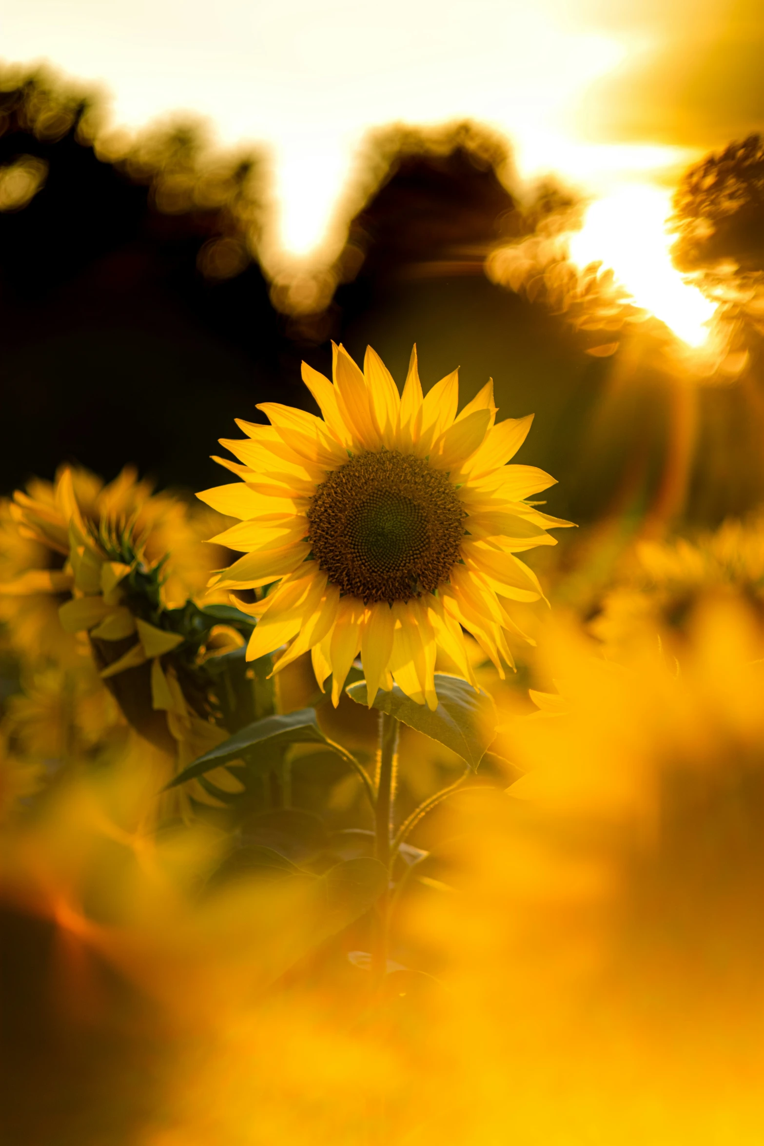 a sunflower is shown in front of the setting sun