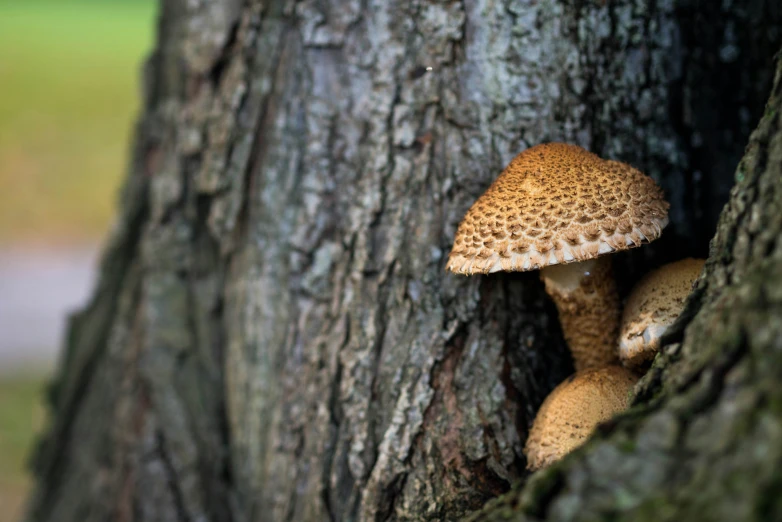 small mushrooms are growing from the tree trunk