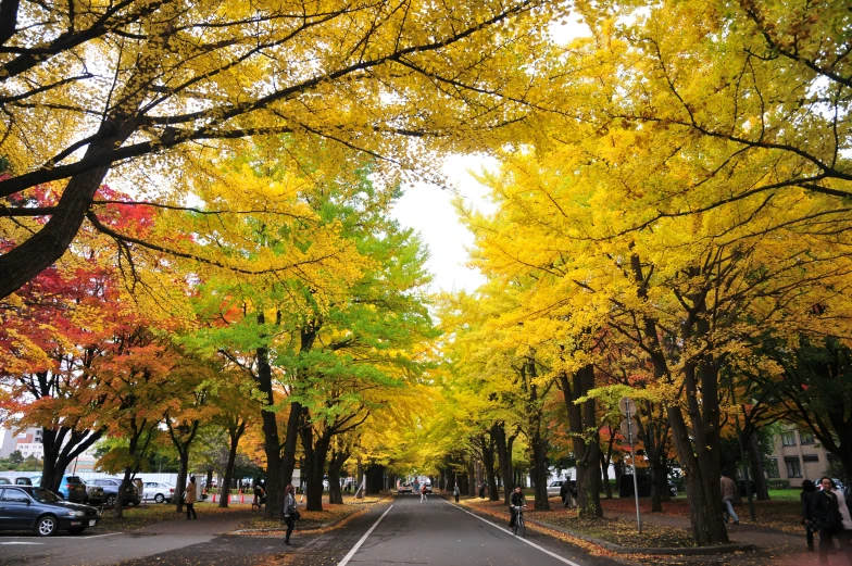 a long empty street with fall leaves covering the trees