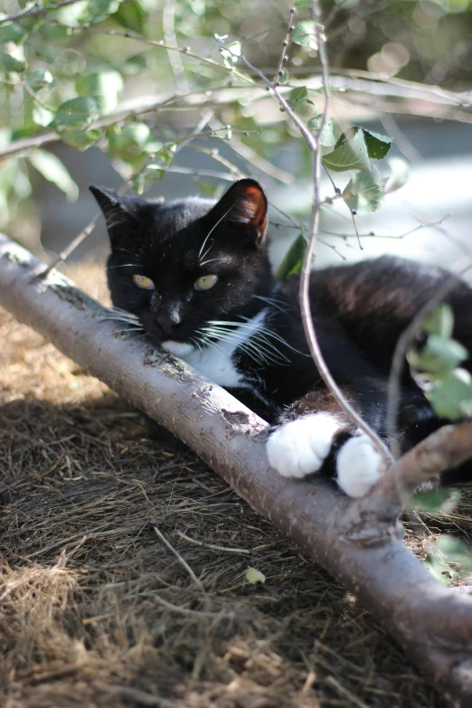 black cat laying down in the tree nch