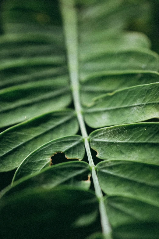 a close up of some green plants leaf