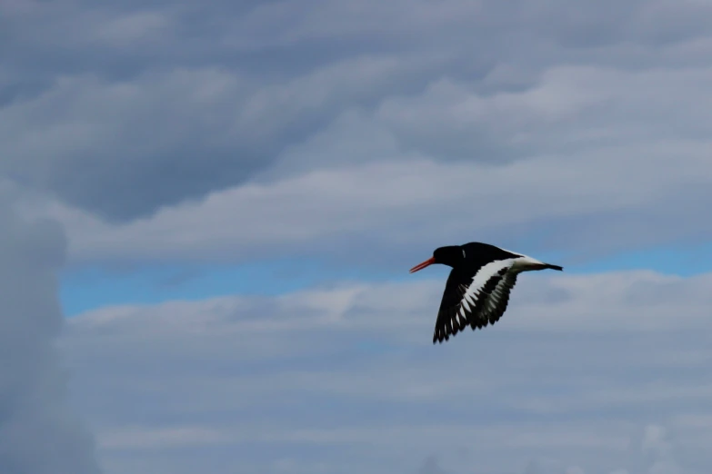 the black and white bird flies high in the sky