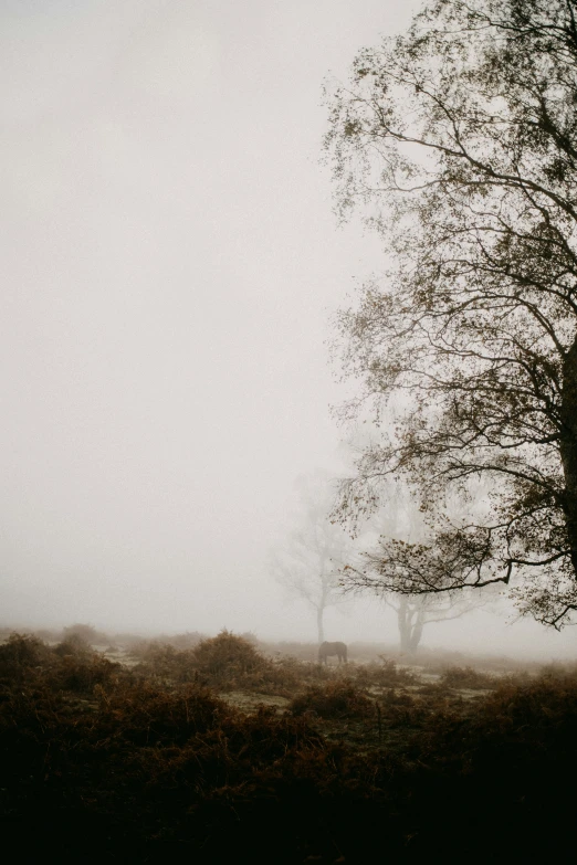 a lone tree in a foggy field with a dark sky in the background