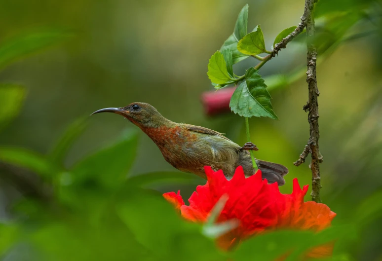 a bird sitting on top of a red flower