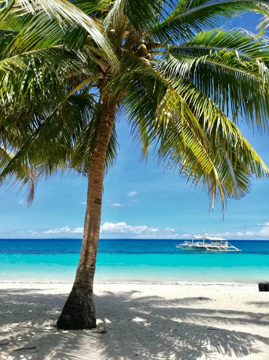 some palm trees on the beach water and a small boat