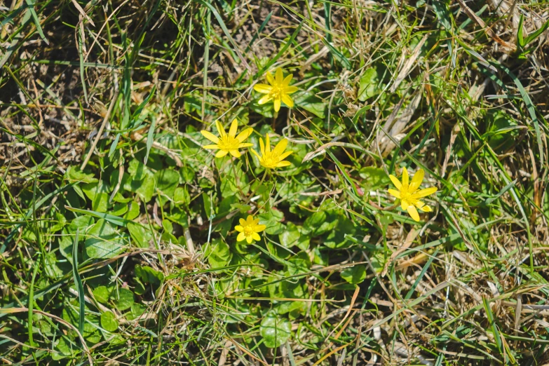 the yellow flowers have some sort of plant on it