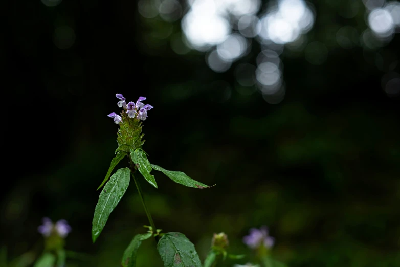 a closeup of purple flowers in the woods