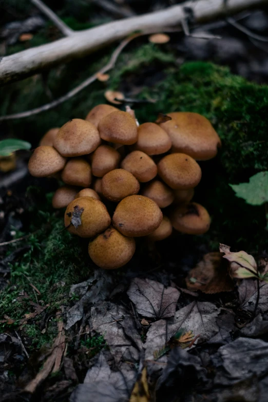 a cluster of mushrooms and some green leaves