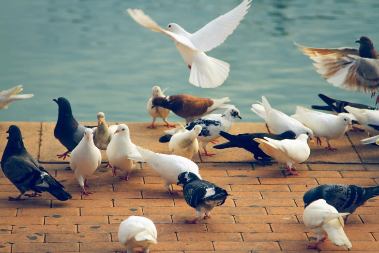 an image of a flock of birds that are by water