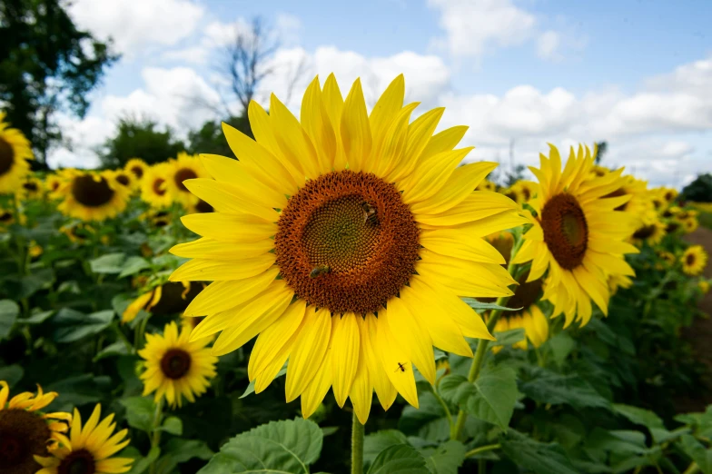 a lot of sunflowers that are growing in the field