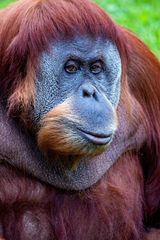 a close up of an adult brown and white monkey