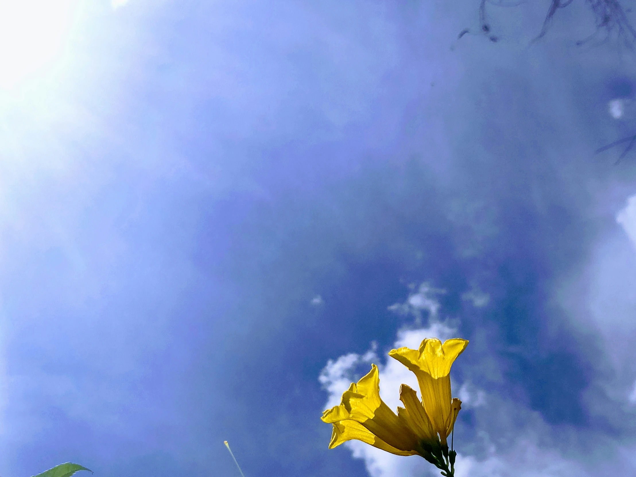 a yellow flower and leaf is in the foreground, against a blue sky