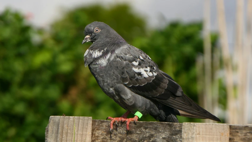 a black bird sitting on top of a wooden piece