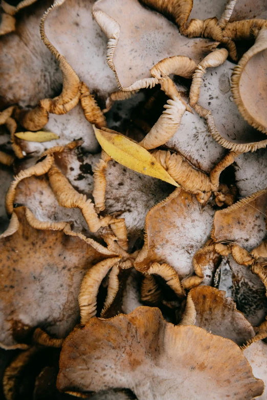 a bunch of brown mushrooms sitting on top of a table