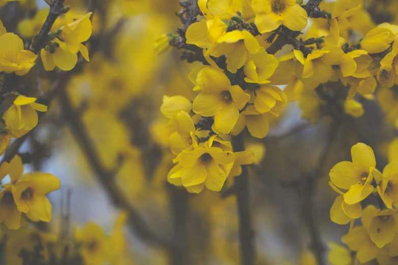 yellow flowers blooming from the nches of a bush