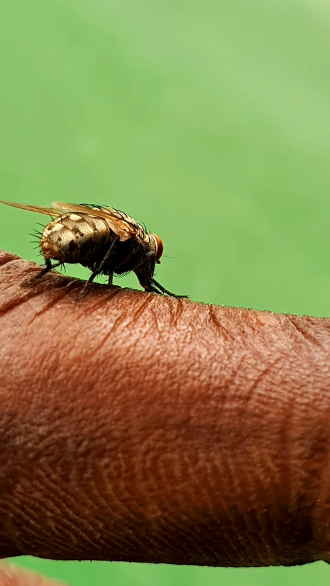 a mosquito on a human hand in a zoo