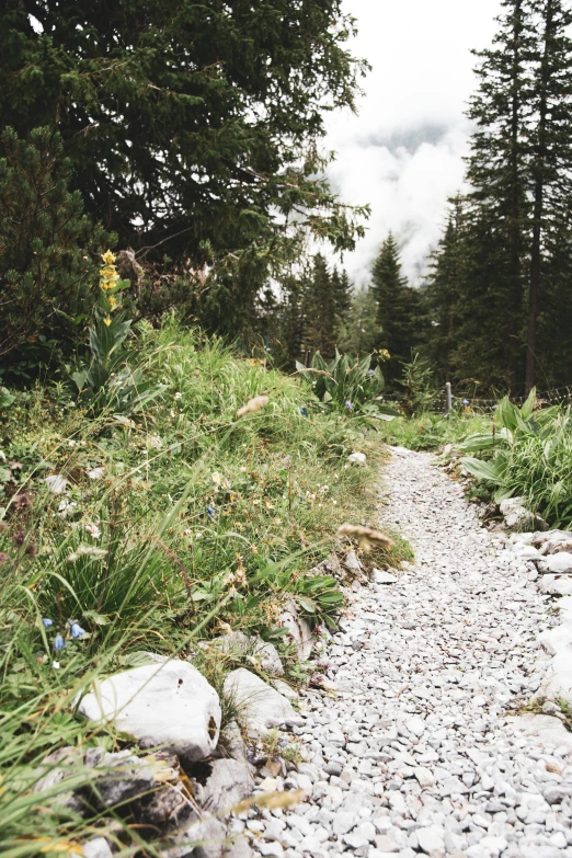 a trail is shown through some trees and rocks