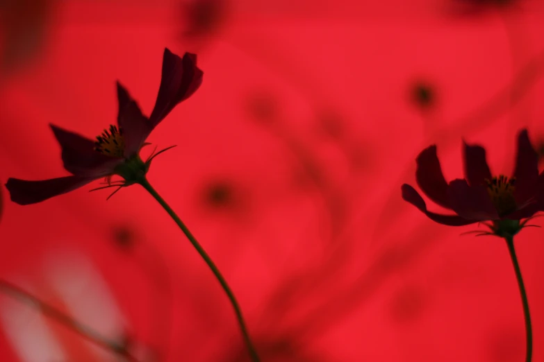 three purple flower petals in front of a red background