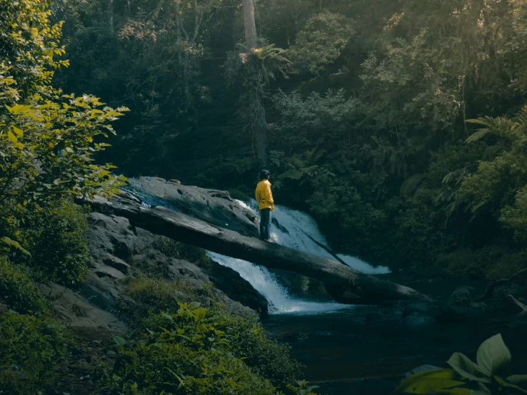 a person in a yellow jacket near trees