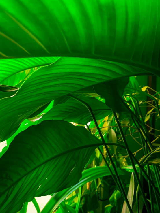 a large green leaf next to another plant with leaves