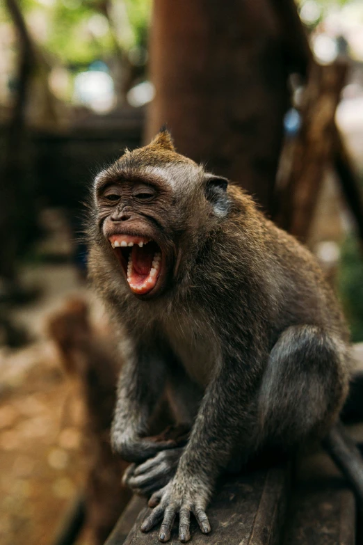 a young baboon yawning and open mouth