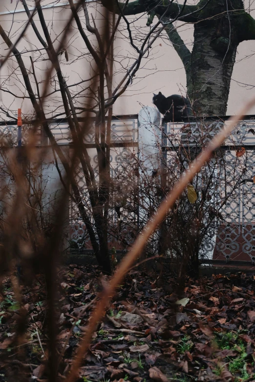 there is a cat that is standing on top of a fence