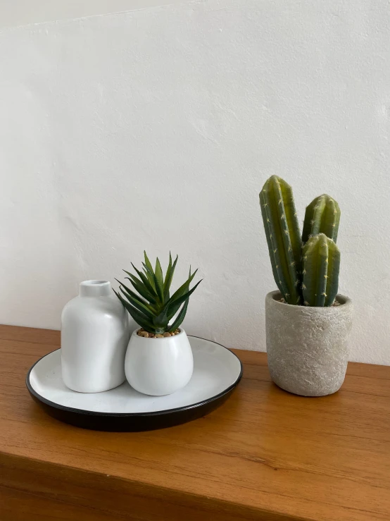 there are three plants on the wooden surface