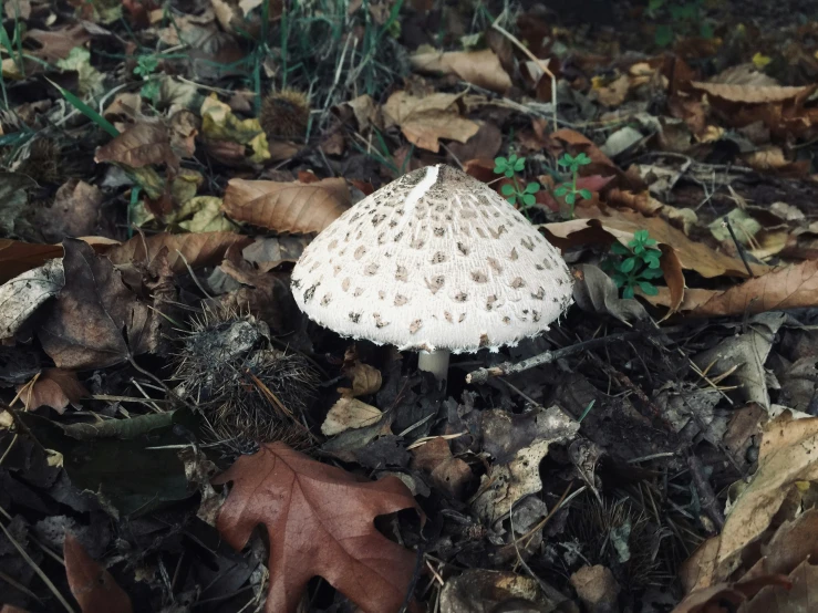 a white mushroom is growing on the ground in the woods