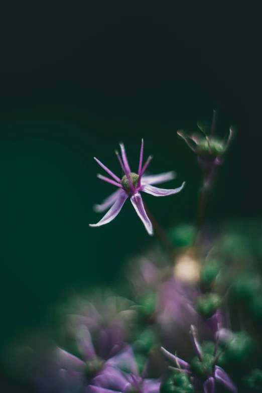 a purple flower is blooming from its stem